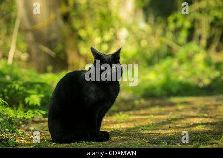 Black cat perched in a forest, looking around on a sunny day. The forest is green and sunlight falls through the trees. Stock Photo