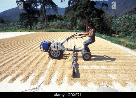 a coffee plantation neat the city of Antigua in Guatemala in central America. Stock Photo