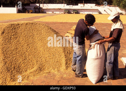 a coffee plantation neat the city of Antigua in Guatemala in central America. Stock Photo