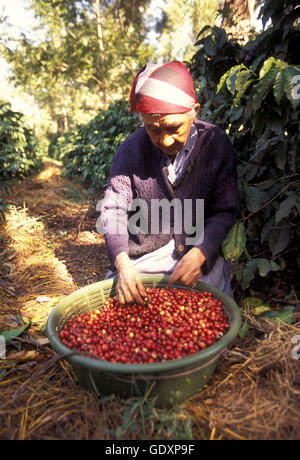 a coffee plantation neat the city of Antigua in Guatemala in central America. Stock Photo