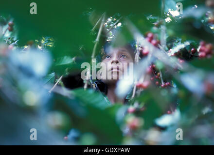 a coffee plantation neat the city of Antigua in Guatemala in central America. Stock Photo