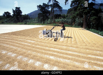 a coffee plantation neat the city of Antigua in Guatemala in central America. Stock Photo