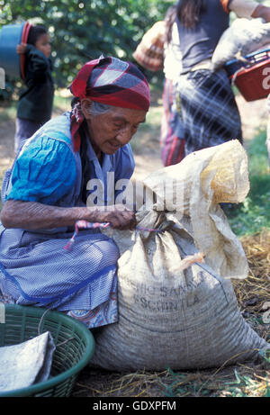 a coffee plantation neat the city of Antigua in Guatemala in central America. Stock Photo