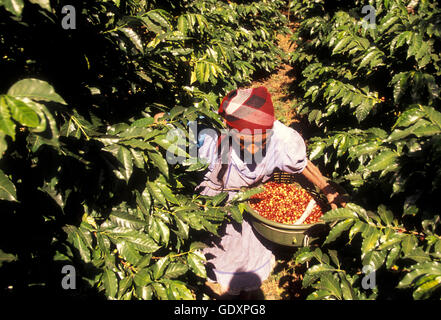 a coffee plantation neat the city of Antigua in Guatemala in central America. Stock Photo