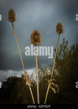 Three Teasels on their stems in front of a stormy sky at Woolston Eyes, Warrington, Cheshire, UK Stock Photo