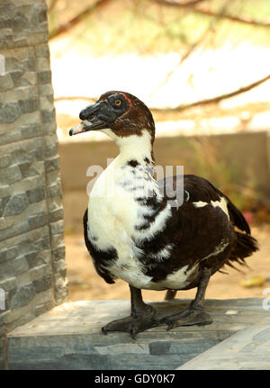 Muscovy ducks are increasingly popular pets for families. Stock Photo