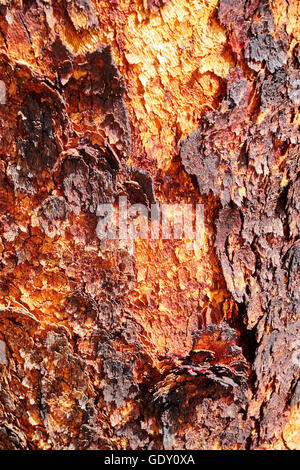 Corymbia terminalis, also known as the desert blood-wood, is a tree native to Australia Stock Photo