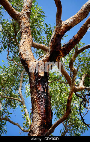 Australian Bloodwood Tree with blue sky Stock Photo