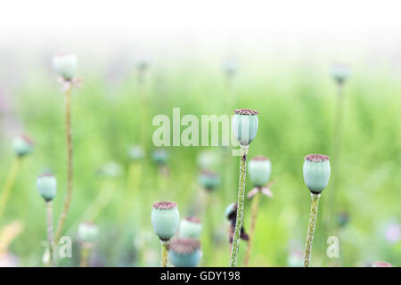 Mature poppy heads in field Stock Photo