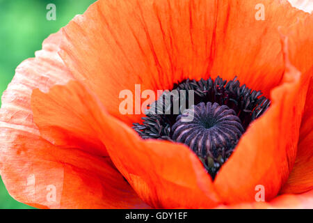 Single wild red corn poppy flower blossom Stock Photo