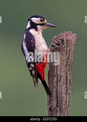 Female great spotted woodpecker perched on post Stock Photo