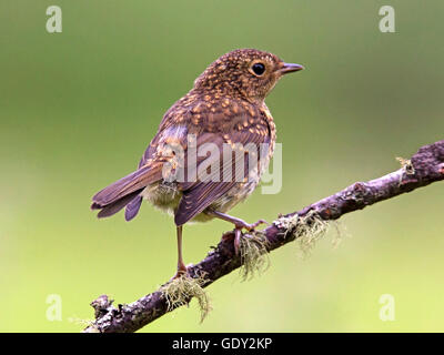 Juvenile European robin perched on branch Stock Photo