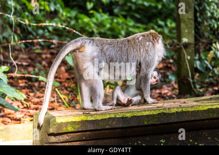 Monkey on Bali carrying his baby Stock Photo