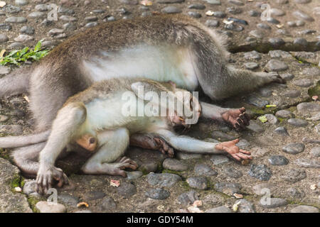 Two monkeys on Bali lying together Stock Photo