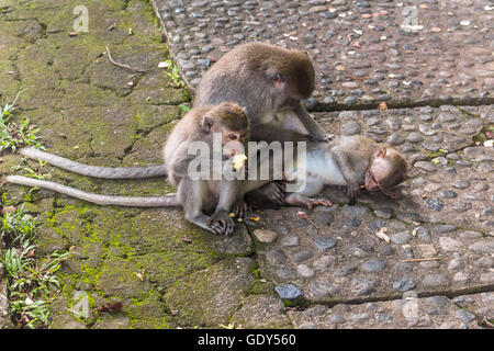 Three monkeys on Bali lying together Stock Photo