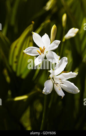 Botany, White lily flower, Mont-Blanc range, Chamonix, France, Additional-Rights-Clearance-Info-Not-Available Stock Photo