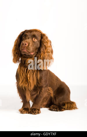 english cocker spaniel Stock Photo