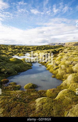 Moss grown lava field in southern Iceland, small stream flowing through it Stock Photo