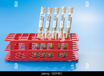 agricultural grains and legumes in the laboratory Stock Photo