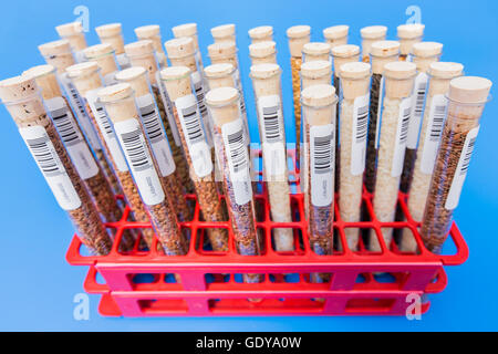 agricultural grains and legumes in the laboratory. Design of the label is specially created for this shot. Stock Photo