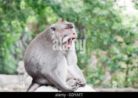 Wildlife Monkey tropical Portrait in the forest Stock Photo