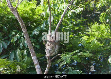 Three-toed Sloth on tree in Tortuguero national park, Costa Rica Stock Photo