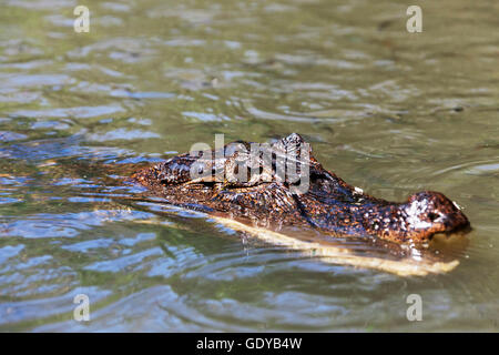 Caiman resting in the water, Costa Rica Stock Photo
