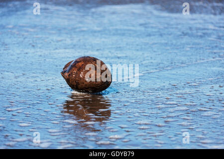Dry coconut lying on the seashore, Costa Rica Stock Photo