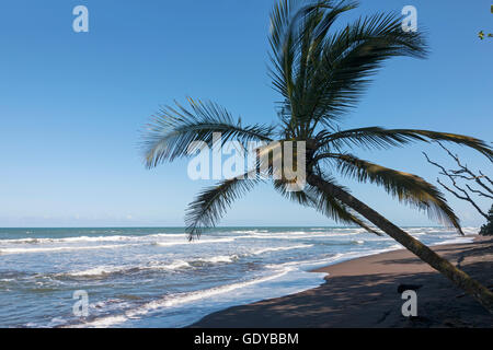 Palm tree on the beach, Samara, Costa Rica Stock Photo