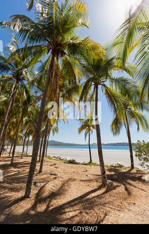 Palm trees on the beach, Samara, Costa Rica Stock Photo
