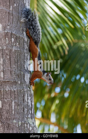 Squirrel on a tree trunk moving down, Samara, Costa Rica Stock Photo