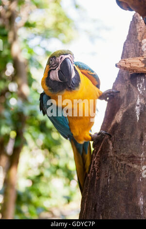 Gold and Blue Macaw (Ara ararauna) perching on tree trunk, Orinoco Delta, Venezuela Stock Photo