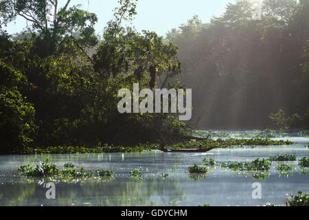 Sunlight falling on river, Orinoco River, Orinoco Delta, Venezuela Stock Photo