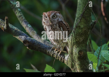 Eastern Screech-Owl perching on a tree branch in the twilight Stock Photo