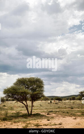 View of Land from Plains View Camp Chalet in Okonjima , Namibia Stock Photo