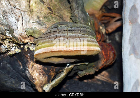 Thick colorful layered bracket fungus (Phellinus) growing on a Eucalyptus tree in the Australian bush Stock Photo