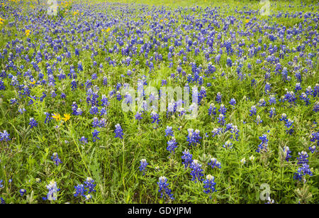 Field of bluebonnets (Lupinus texensis) in Hill Country, Texas, USA Stock Photo