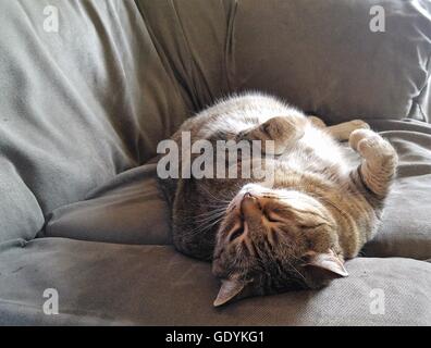 Fat Cat On A Couch Stock Photo 111860785 Alamy