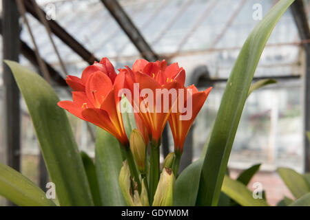 The Flower Head of Clivia Lily (Kaffir Lily) in a Greenhouse in Somerset, England, UK