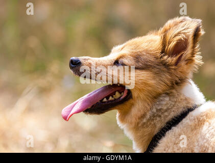 little dog shows his tongue Stock Photo