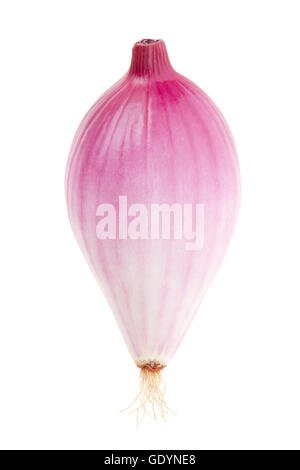 Red onion, Tropea type, isolated on white, clipping path Stock Photo