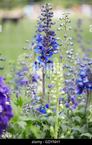 Blue larkspur flowers and buds, Delphinium elatum Stock Photo