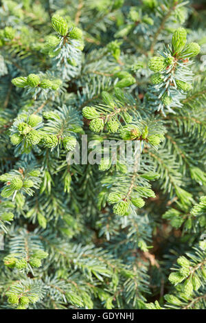 Picea abies nidiformis, Norway spurce background with buds Stock Photo