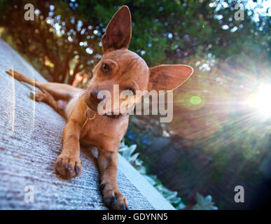 Chihuahua mix dog lying on patio with sun rays in the background