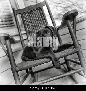 Chocolate lab puppy sitting in rocking chair on front porch. Stock Photo