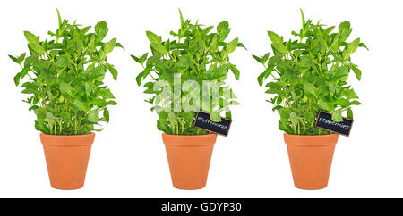 row of peppermint herbs in pots isolated on white background Stock Photo