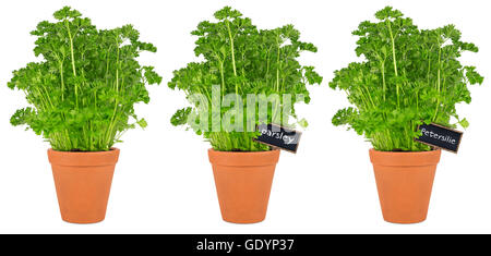 row of parsley herbs in pots isolated on white background Stock Photo