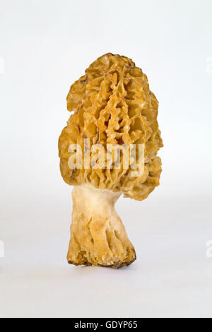 Detail of a yellow or golden morel, Morchella esculenta, among the most sought after edible mushrooms in the world. This one was Stock Photo