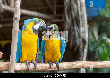 Two Gold and Blue Macaws (Ara ararauna) mating with love kiss, Orinoco Delta, Venezuela Stock Photo