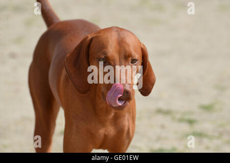 Gorgeous redbone coonhound licking the tip of his nose with a pink tongue. Stock Photo